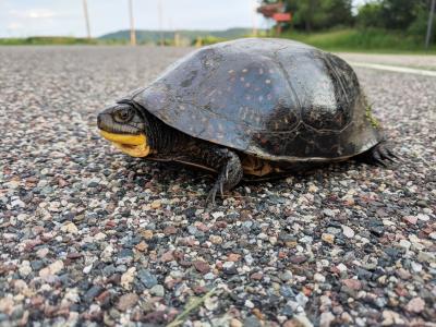 Blanding's Turtle Habitat Use in Two Minnesota Parks